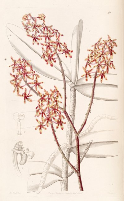 Renanthera matutina by Miss Drake